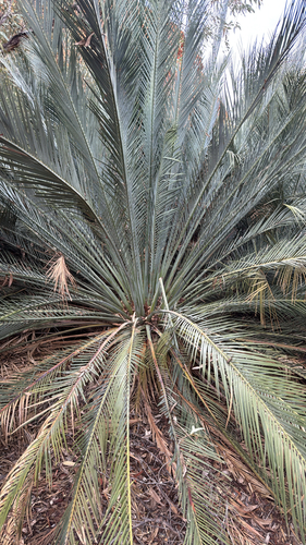 MacDonnell Ranges Cycad