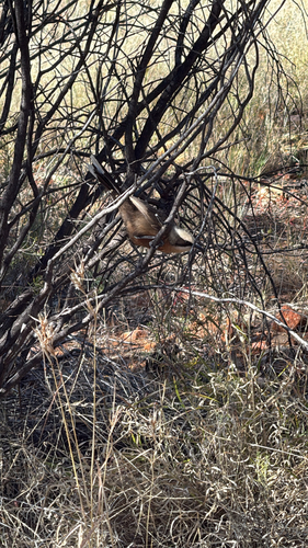 Gray-crowned Babbler