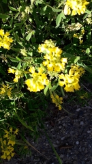 Medicago falcata