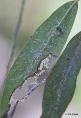 Euthoracaphis umbellulariae