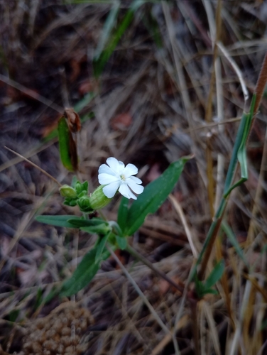 white campion