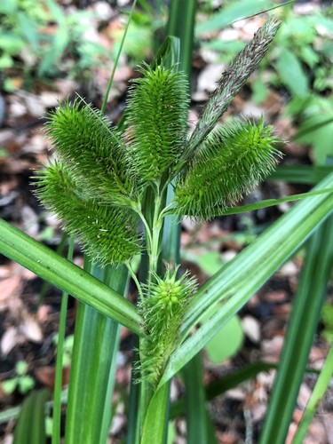 Carex comosa image