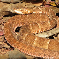Bothrops itapetiningae