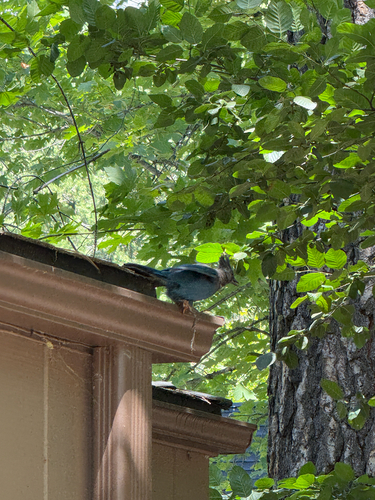 iNaturalist observation photo of Steller's Jay