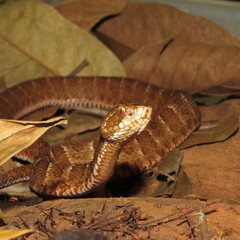Bothrops itapetiningae