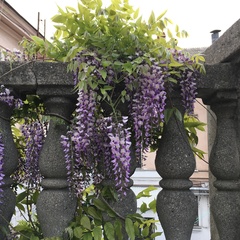Wisteria sinensis