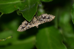 Nausinoe geometralis