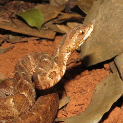 Bothrops itapetiningae