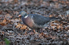 Columba palumbus