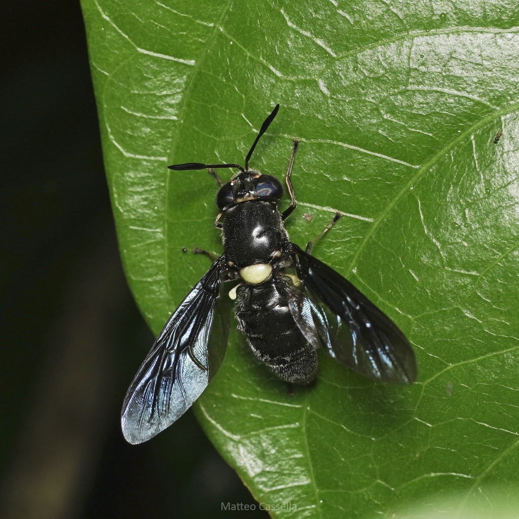 Hermetia flavoscutata