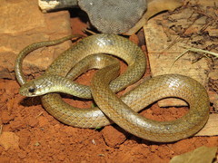 Burrowing Night Snake photo 2