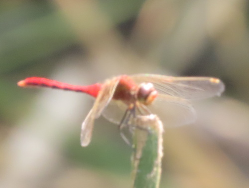 Cherry-faced Meadowhawk