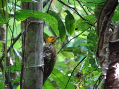 Piculus flavigula