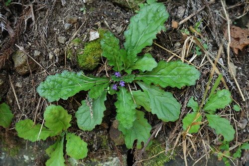 Ajuga decumbens observed 2026-07-14