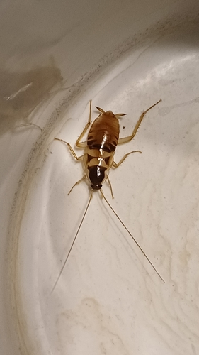 Brown-banded Cockroach