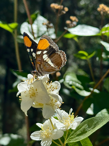 iNaturalist observation photo of California Sister