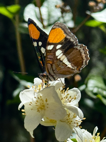 iNaturalist observation photo of California Sister
