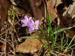 Claytonia virginica