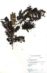 Albizia harveyi