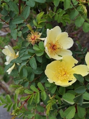 Rosa hugonis