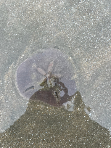 Mutilated Keyhole Sand Dollar