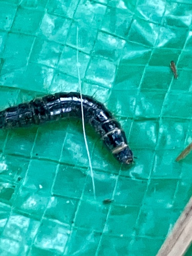 iNaturalist observation photo of Beetles