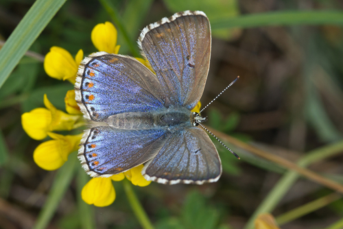 Adonis Blue, photo 6 of 9