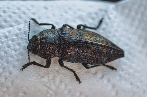 Dicerca aenea