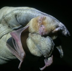 Lasiurus xanthinus