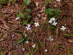 Houstonia caerulea