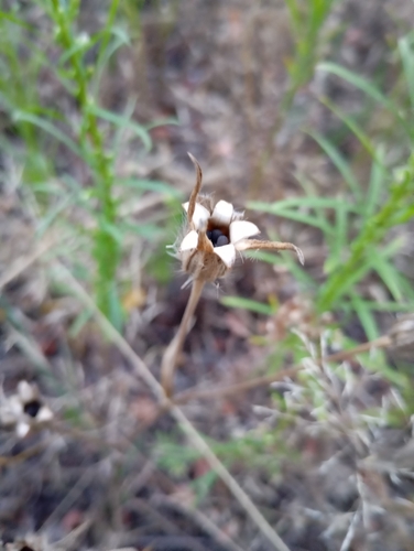 corn cockle
