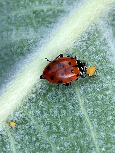 iNaturalist observation photo of Convergent Lady Beetle