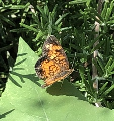 Phyciodes tharos