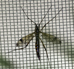 Dictenidia bimaculata