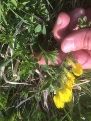 Chamaecytisus ratisbonensis