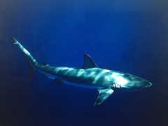 Carcharhinus galapagensis