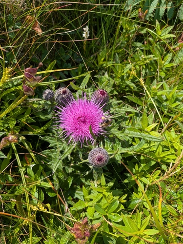 swamp thistle