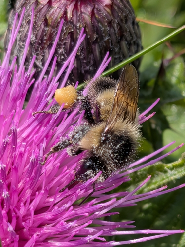 Half-black Bumble Bee