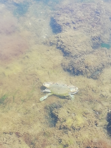 Atlantic Blue Crab