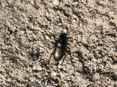 Harpalus
