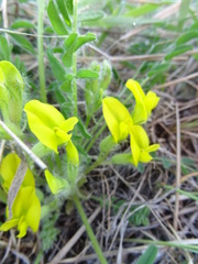 Astragalus buchtormensis
