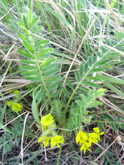 Astragalus buchtormensis