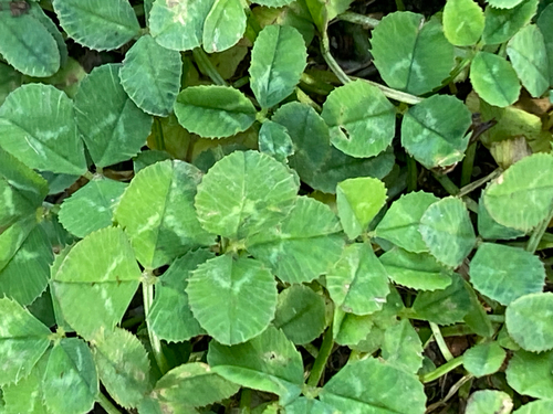 white clover