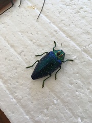 Polybothris sumptuosa