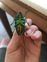 Polybothris sumptuosa