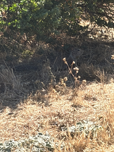 iNaturalist observation photo of California Ground Squirrel