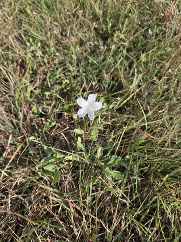 Ruellia metziae, photograph 2