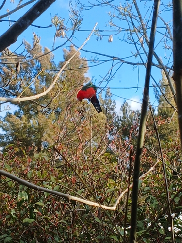 Australian King Parrot