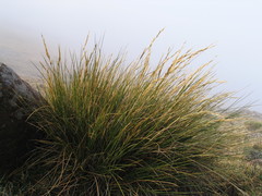 Tenaxia aureocephala image