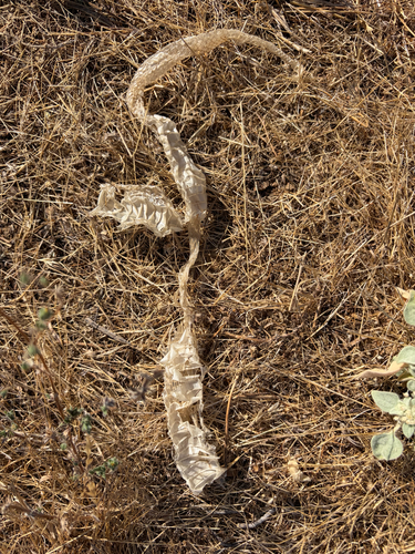 iNaturalist observation photo of Snakes